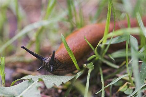 How Get Rid Of Slugs In The Garden Gardening Site