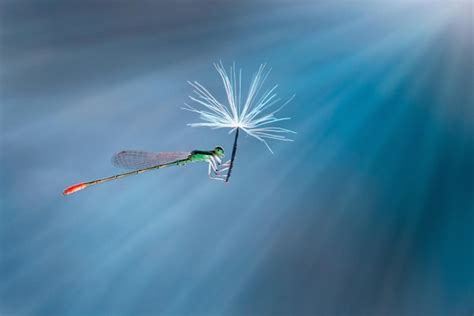 Exquisite Macro Photos Reveal The Miniature World Of Insects Insect