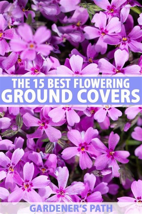 15 Of The Best Flowering Ground Covers Gardeners Path Flowering