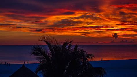2560x1440 Sunset Palm Trees Ocean Beautiful View 4k 1440p Resolution Hd