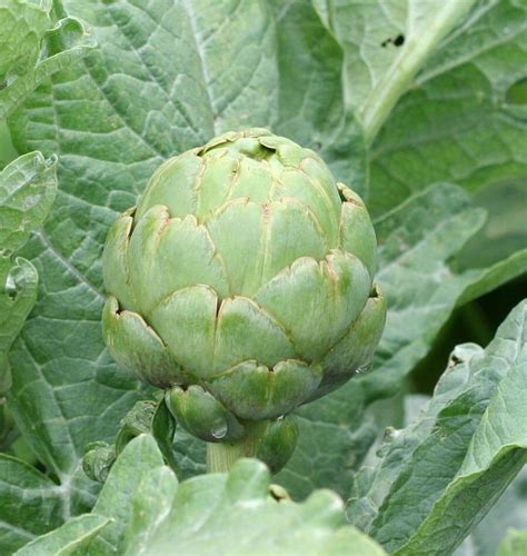 Imperial Star Organic Artichoke Seeds West Coast Seeds