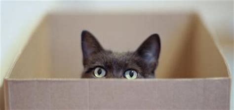 Cat litter comes in a variety of styles, from corn and wheat to wood and clay. Cat Squeezes Into Small Soda Box Against All Odds - Catster