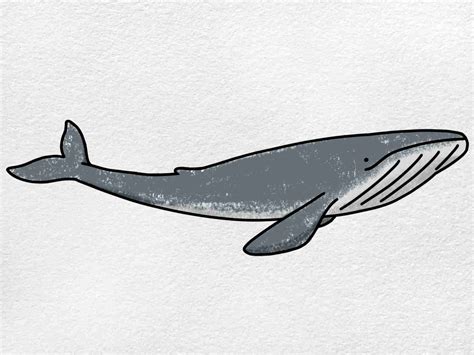 Whale Drawings For Kids