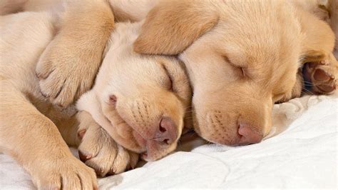 My Sweet Puppy Dogs Hug Dog Love Sleep 1920 X 1080 Rwallpaper