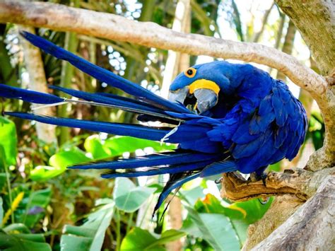 Beautiful Blue Bird In The Amazon Rainforest Nature Birds Wildlife