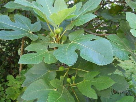The early season crop, also known as the breba crop, fruits on old wood from the previous season and is harvested in may or june. Fig Tree Black Mission | Sierra Vista Growers
