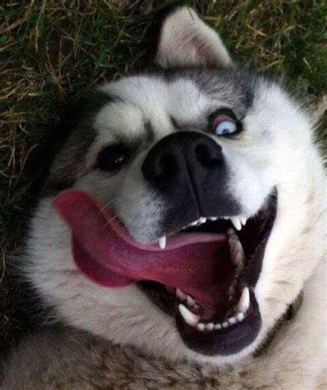 Huskies Go Crazy 17 Funny Husky Pictures That Will Put A Smile On Your