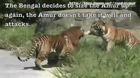 Siberian Tiger Vs Bengal Tiger Fighting Techniques Youtube