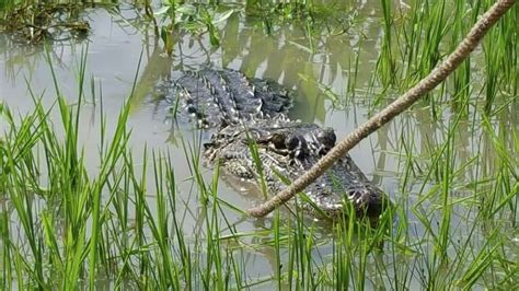 6 Foot Alligator Caught In Missouri City Homeowners Backyard