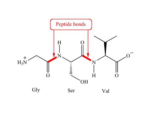 Peptide Bonds Peptide Information