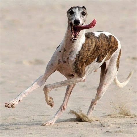 Check spelling or type a new query. 5 DOG FOOD BRANDS TO AVOID | Galgo, Perros bulldog frances ...