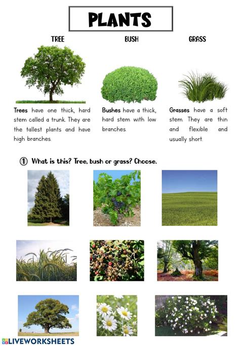 Plants Interactive Worksheet Science Worksheets Science Lessons
