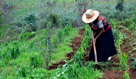 Mujeres En Sector Agrícola Fortalecen Producción De Alimentos Revista
