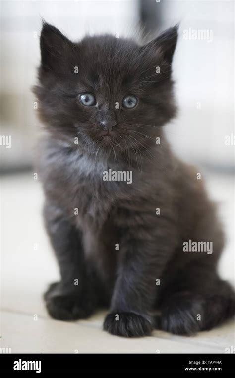 Norwegian Forest Cat Kitten Stock Photo Alamy