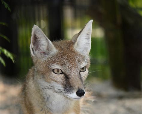 Free Images Nature Animal Wildlife Wild Fauna Red Fox Face