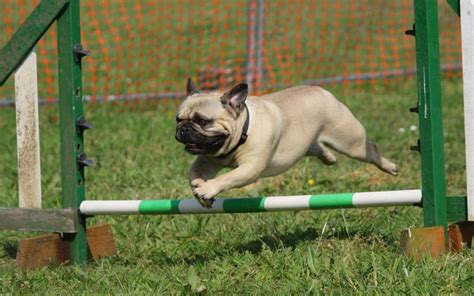 Top 5 Worlds Most Athletic Dogs