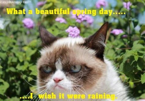 Spring Time Funny Grumpy Cat Memes Grumpy Cat Humor Grumpy Cat Meme