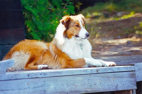 Click here to be notified when new english shepherd puppies are listed. Scotch Collie vs Rough Collie. What are the Differences?