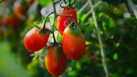 What should i name my plant. Should I Prune My Tomato Plants? - MOTHER EARTH NEWS - YouTube