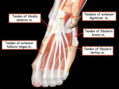 GSU Muscles of the Leg and Foot Flashcards | Easy Notecards