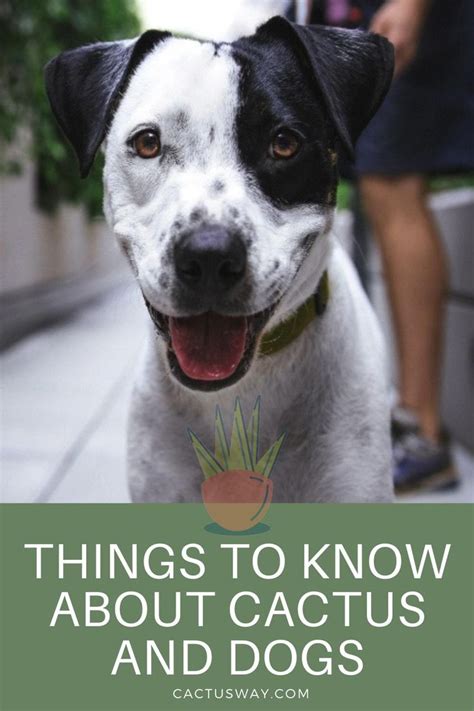 Household products, from cleaners to fire logs. Things To Know About Cactus And Dogs Video | Cactus ...