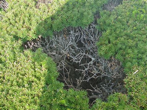 Why are my evergreen bushes seemingly dead in the middle ...