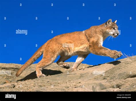 Usa Montana Wildlife Mountain Lion Stock Photo Alamy