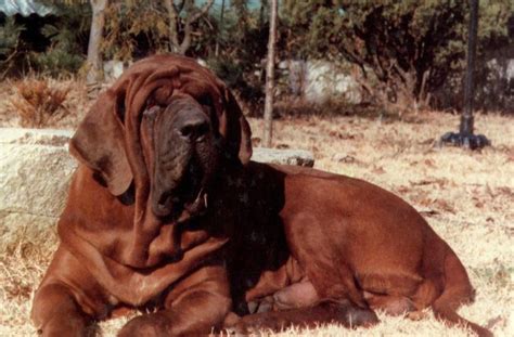 Korean Mastiff Huge Dogs Dog Friends Mastiffs