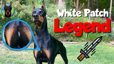 White Spot On A Dobermans Chest—what It Means Youtube