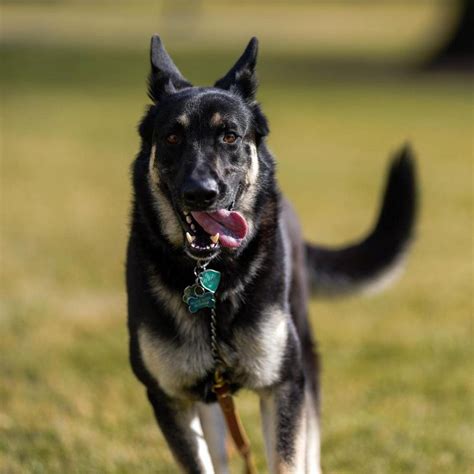 Subscribe for freechamp's name has special significance for biden. Jill Biden Arrive White House With First Dogs Champ ...