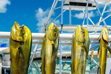 Types Of Key West Fishing And Fishing Charters