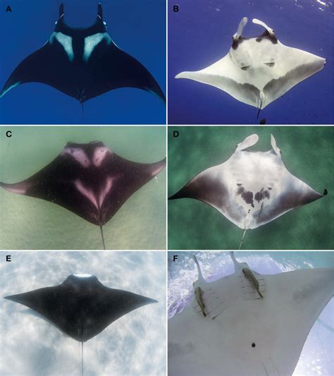 Photos Showing A Dorsal And B Ventral Coloration Of Mobula