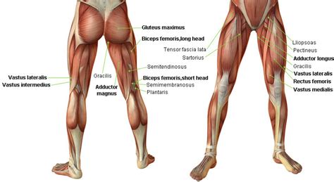 Plantar flexion is when you lower your foot as when you lift yourself onto the balls of your feet. LEG MUSCLES ANATOMY