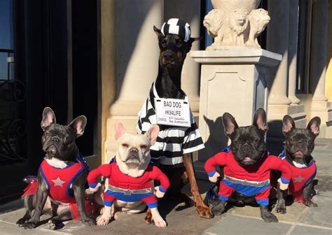 There are 644 french bulldog costume for sale on etsy, and they cost $24.39 on average. Superhero French Bulldog Group Costume - Costume Yeti