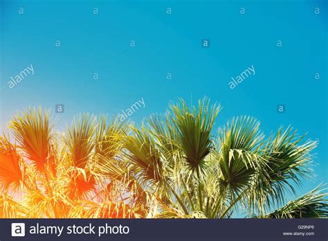Silhouette Of Tropic Palm Trees Against Sunset Sky Stock Photo Alamy