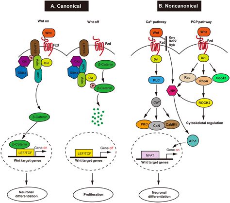 Wnt Catenin Signaling In Neural Stem Cell Homeostasis And