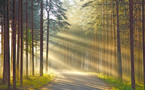 1920x1080 Nature Wood Trees Forest Leaves Path Sunlight Grass Branch