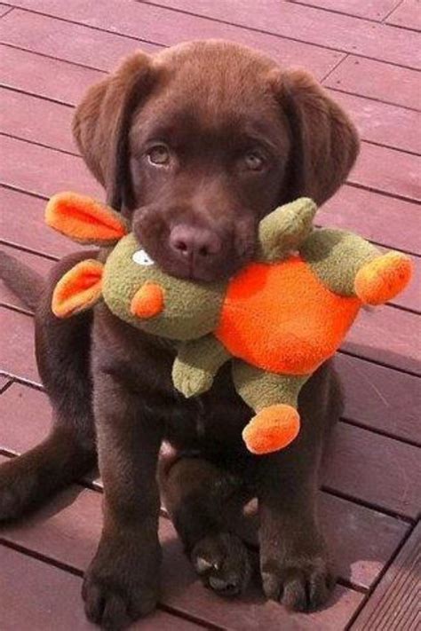 My Favourite Chocolate Is Cute Animals Baby Dogs Chocolate Lab