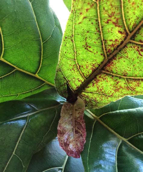 The Complete Guide To Caring For A Fiddle Leaf Fig Fiddle Leaf Fig