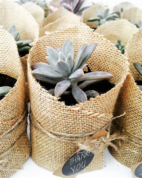 Wedding Favour Hessian Succulent Bombonieres Country Rustic Wedding