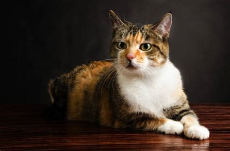 Torbie Cat Complete Guide To Their Unique Coat Pattern Cat Queries