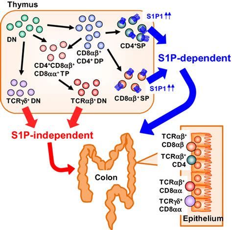 Distinct Dependency On S1p In T Cell Trafficking Into The Colonic