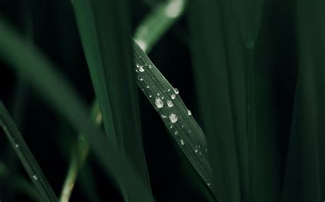 Download Wallpaper 3840x2400 Grass Macro Drops Dew Green 4k Ultra