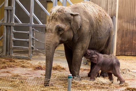 Things to do near zoo ostrava on tripadvisor: W Zoo Ostrava przyszło na świat słoniątko - Aktualności ...