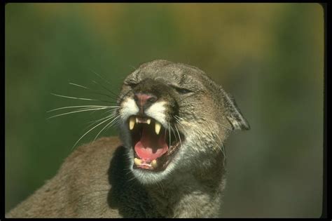 Are There Cougars In The Southwest Michigan Dnr Says It Has Yet To See