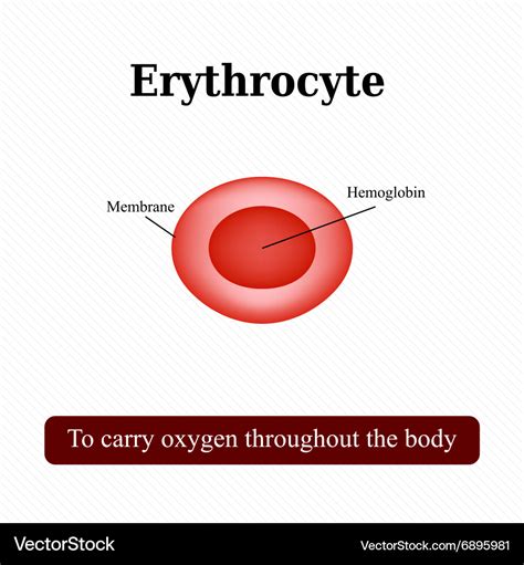 Structure Of The Red Blood Cell Erythrocyte Vector Image