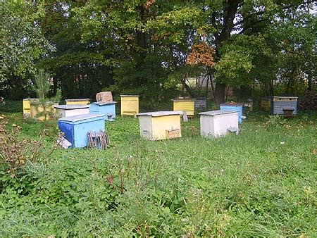 Bienen halten im eigenen garten und honig ernten, bäume bestäuben und spaß haben damit. Bienen zur Befruchtung von Obstbäumen, Pflanzen und Blumen ...