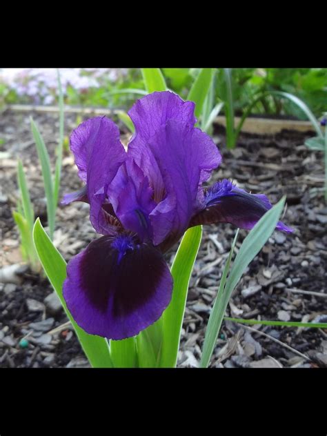 All your favorite brands, at your fingertips! Little Episode ordered from Diversity Acres | Flowers ...