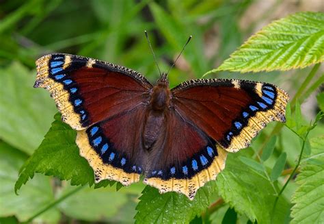 Spring marks the beginning of their mating season, when female mourning cloaks will find a host plant and begin to lay their eggs. Mourning Cloak Butterfly: Identification, Facts, & Pictures