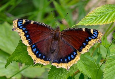 Pupae:pupae are approximately 0.8 inches in length. Mourning Cloak Butterfly: Identification, Facts, & Pictures